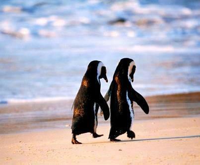  - pinguins