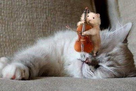chat soursi violon