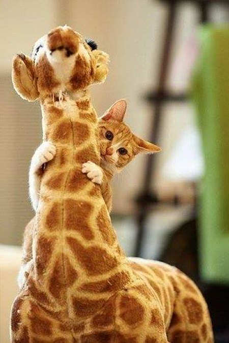 Chat et girafe